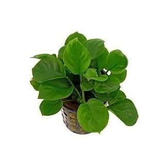 Anubias Barteri Round Leaf Pot