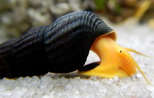 Escargot Tylomenia Orange